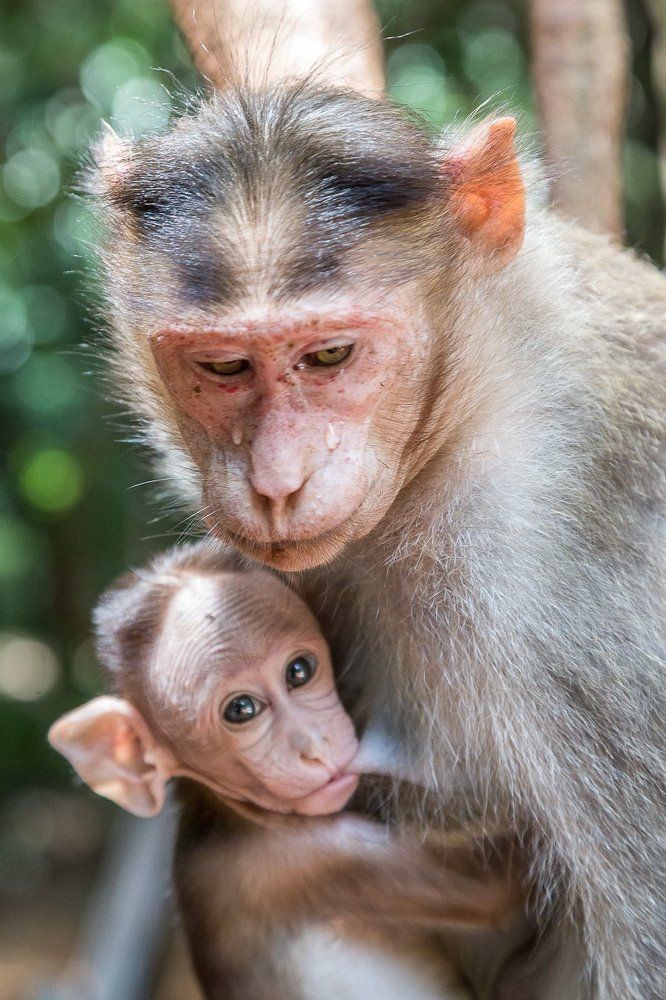 материнские слезы