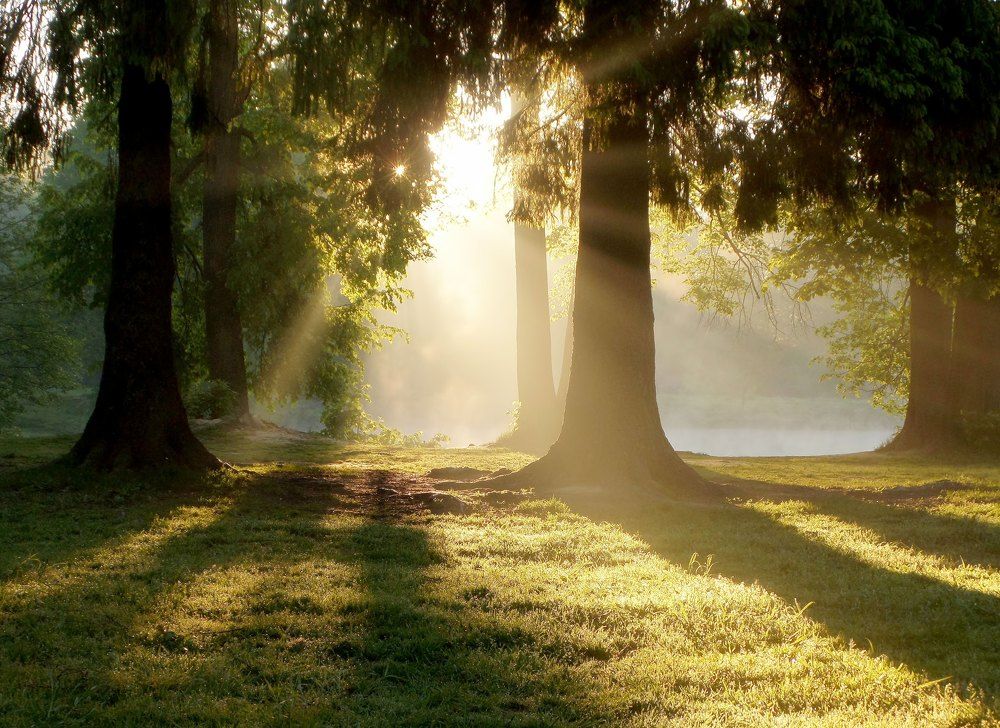 В утреннем свете