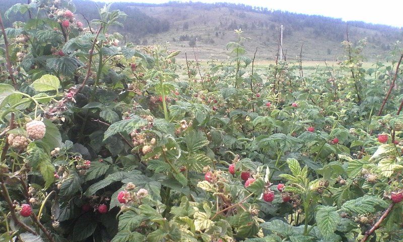 Наталья, Russia