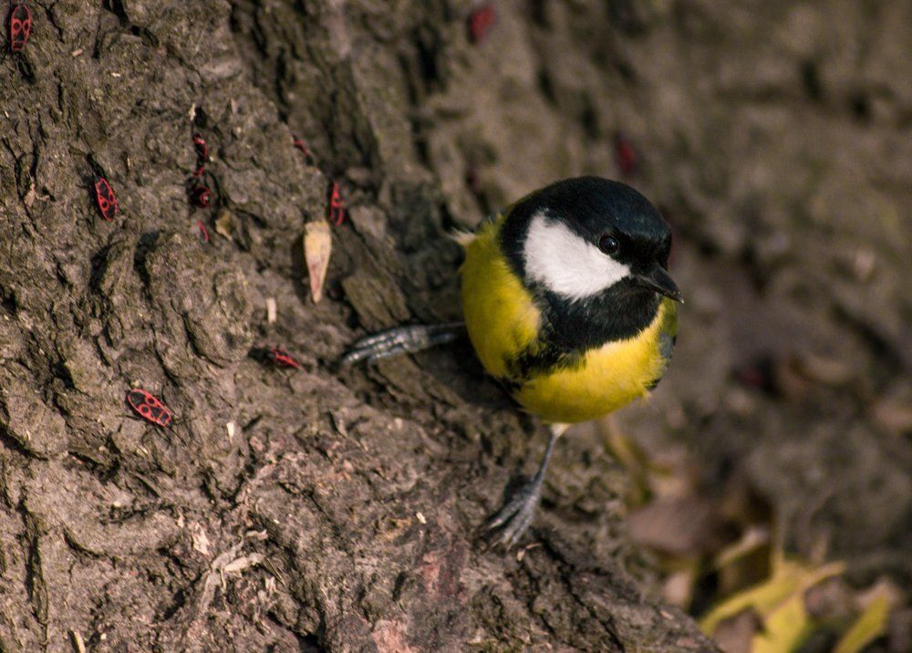 Любопытство