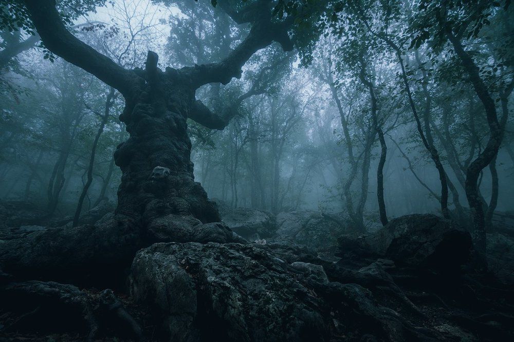 Клён Стевена