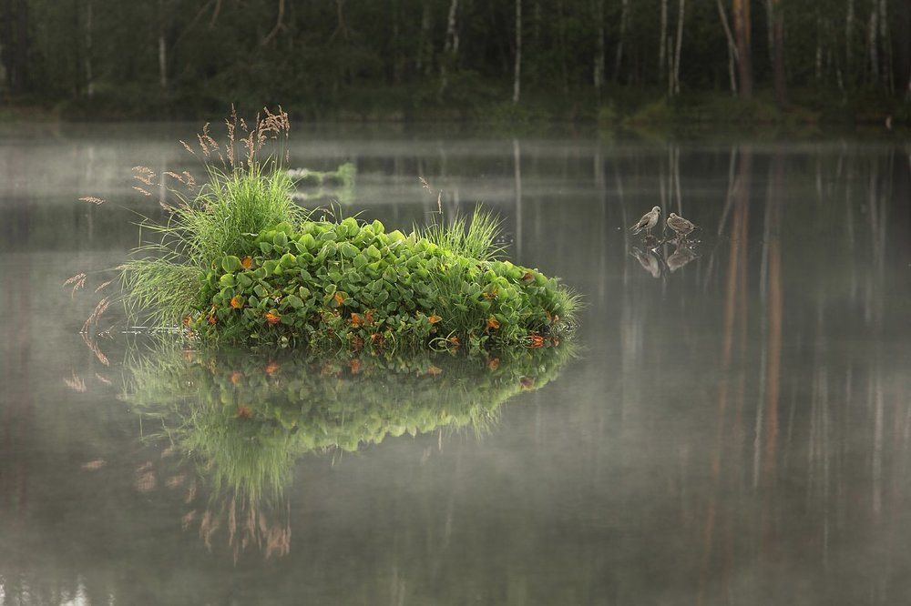 Сизые чайки в ожидании птенцов у островка с Каллой