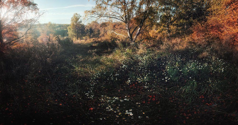Ромашки в октябре