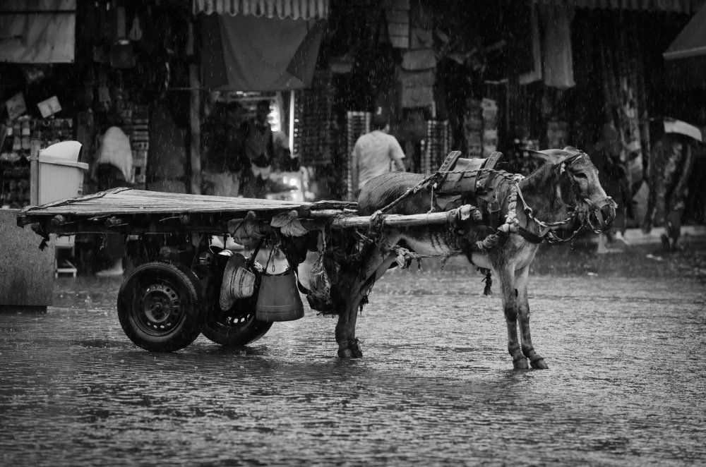 Мокрый день