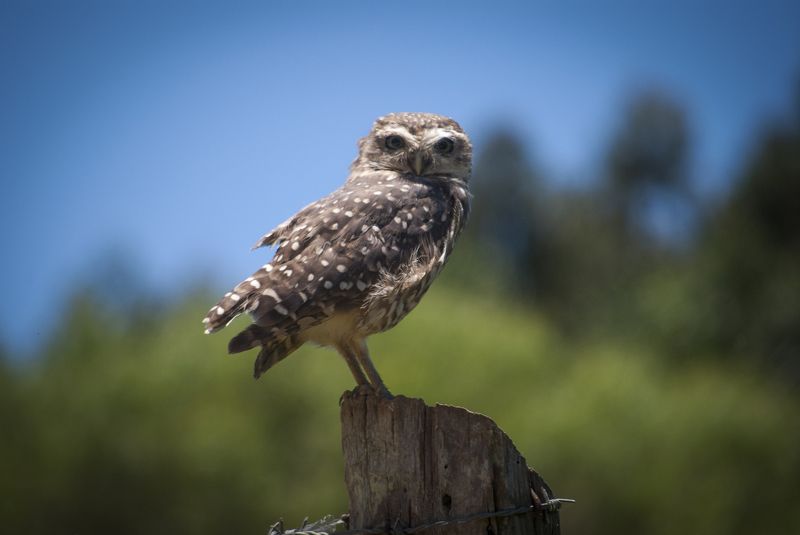 Alessandro da Silva, Brazil