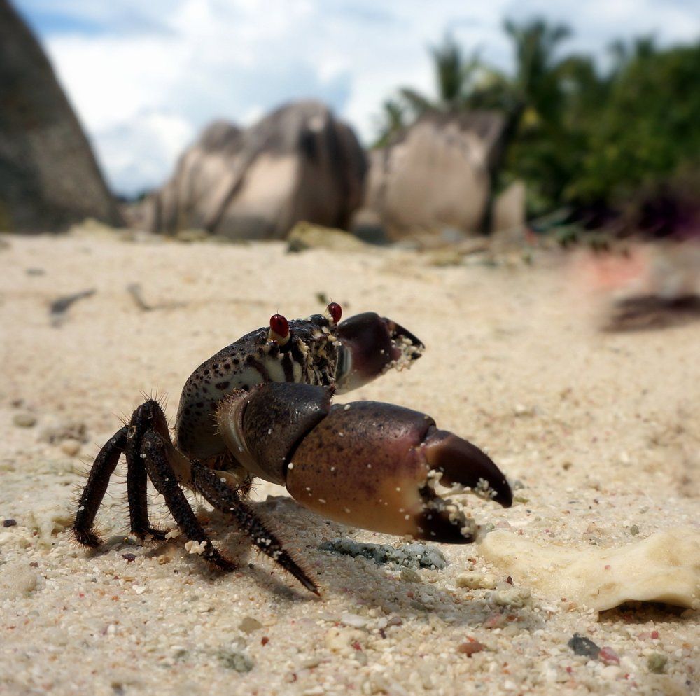 Держи краба!