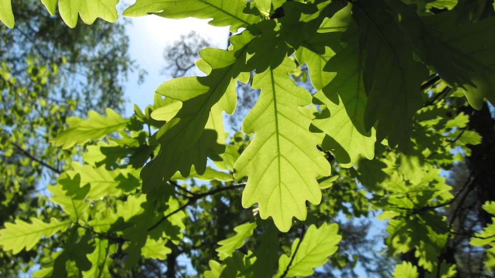 Photograph by Станислав Набивачев