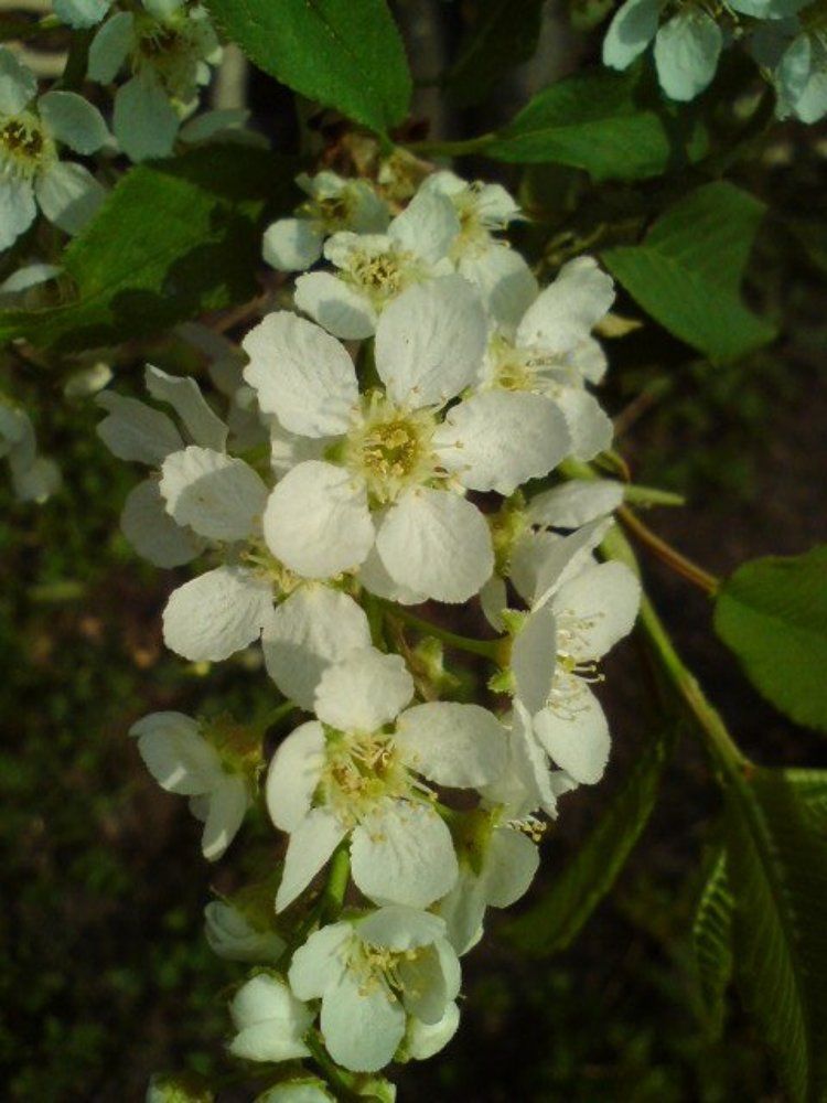 Черемуха в цвету