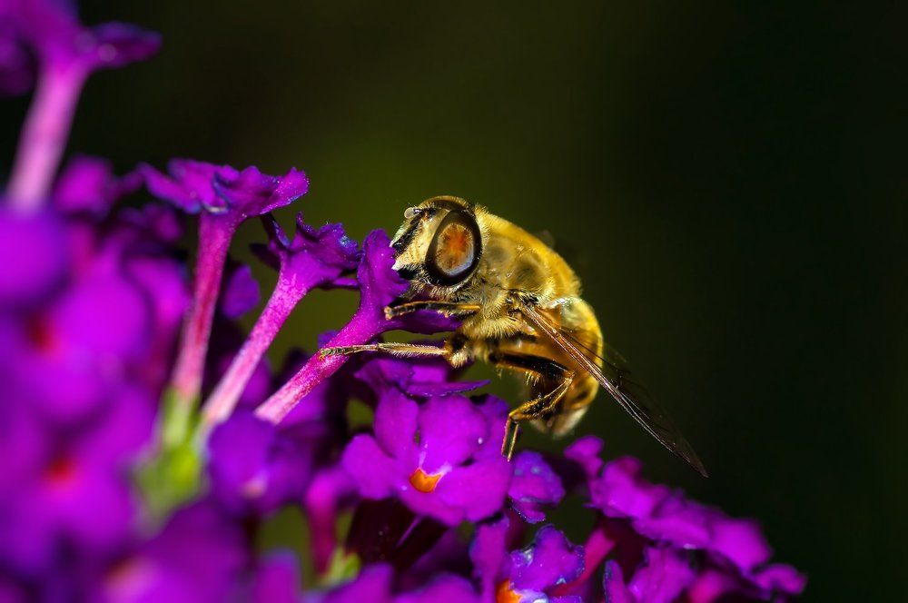 Фиолетовый завтрак