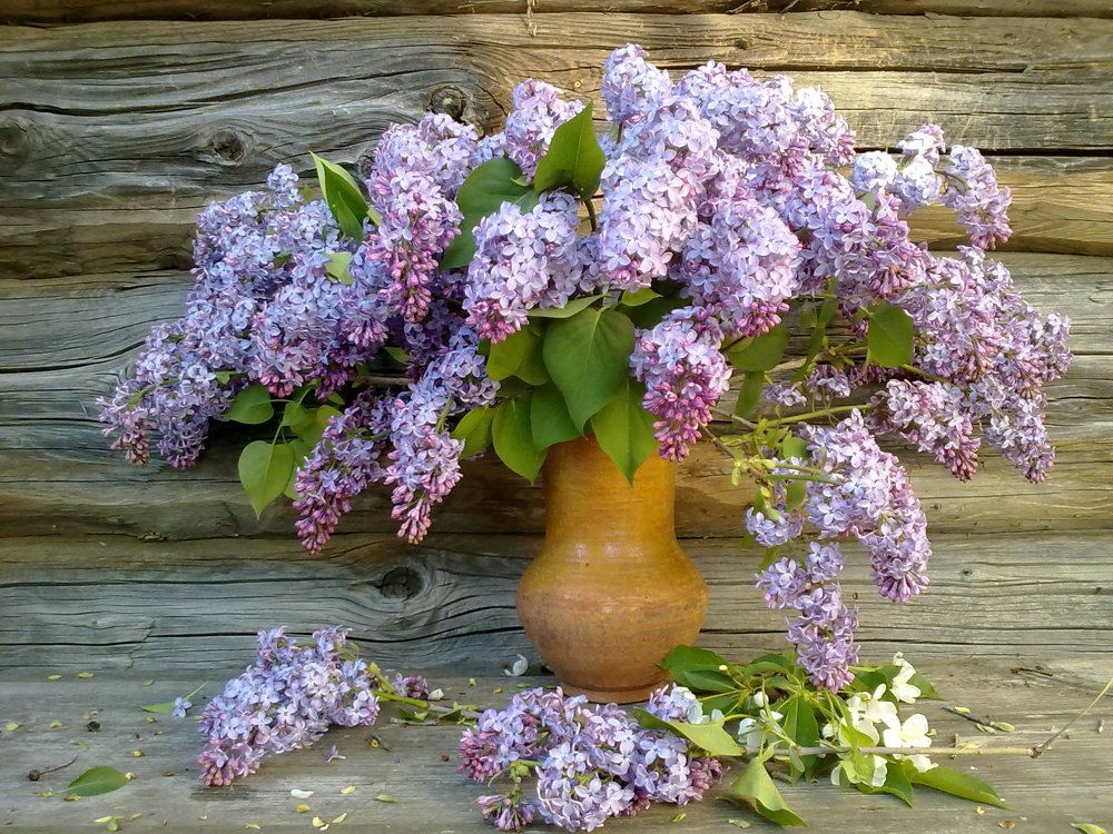 Букет сирени .