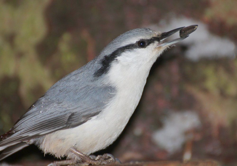 Поползень на кормушке