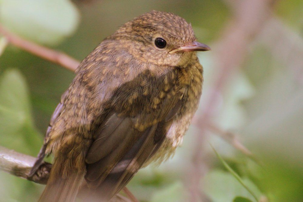 Грустный птенец