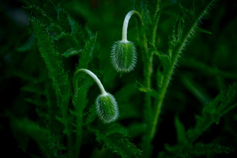 Galina Stupak, Russia