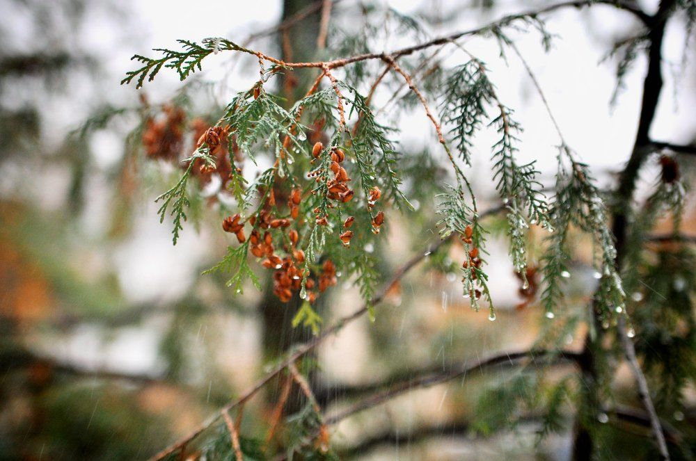 "Дождливая пора"