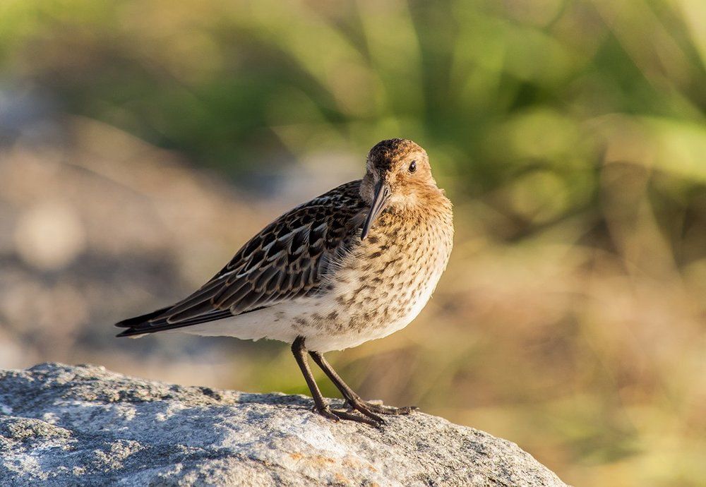 Чернозобик (Calidris alpina)