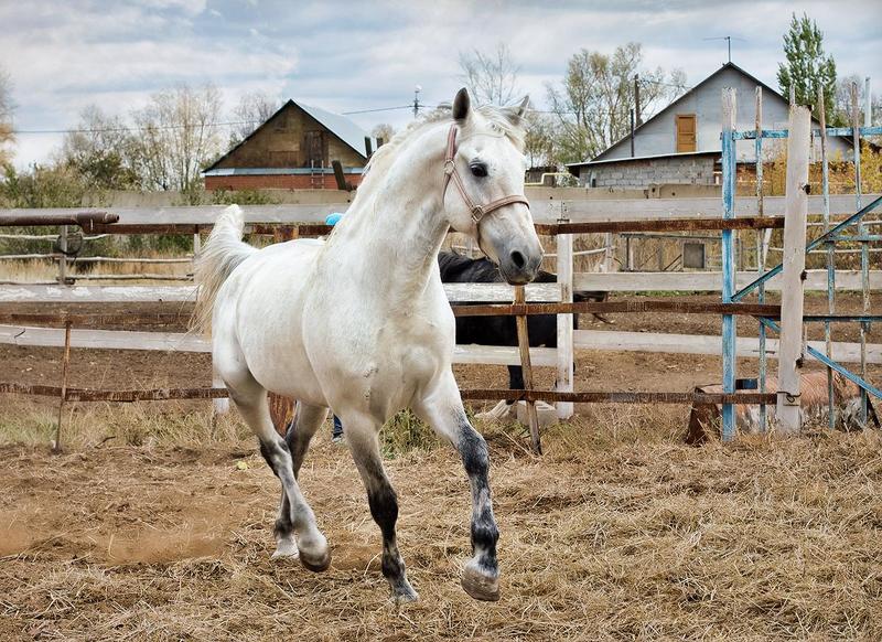Алексей, Russia
