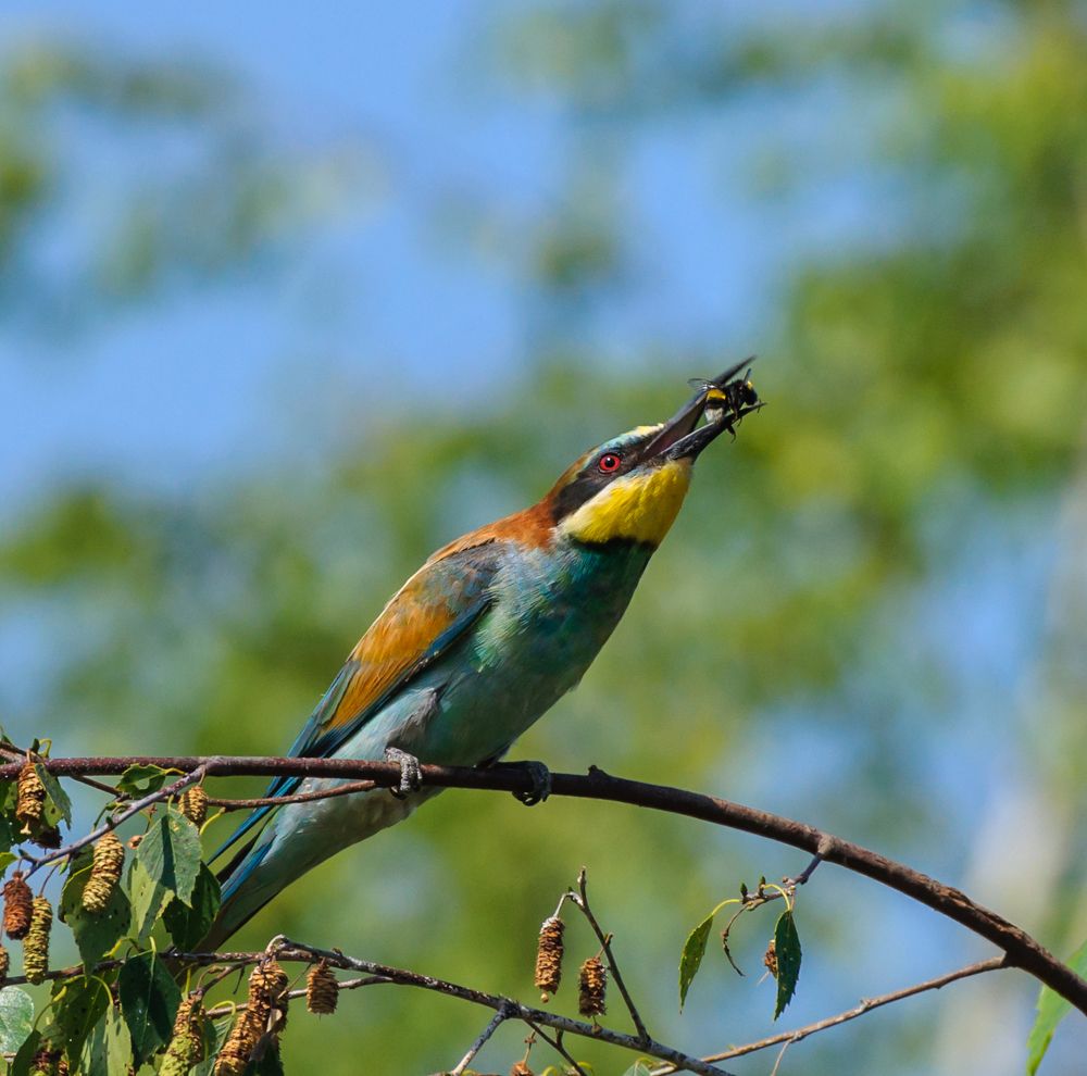 Прерванный полет шмеля.