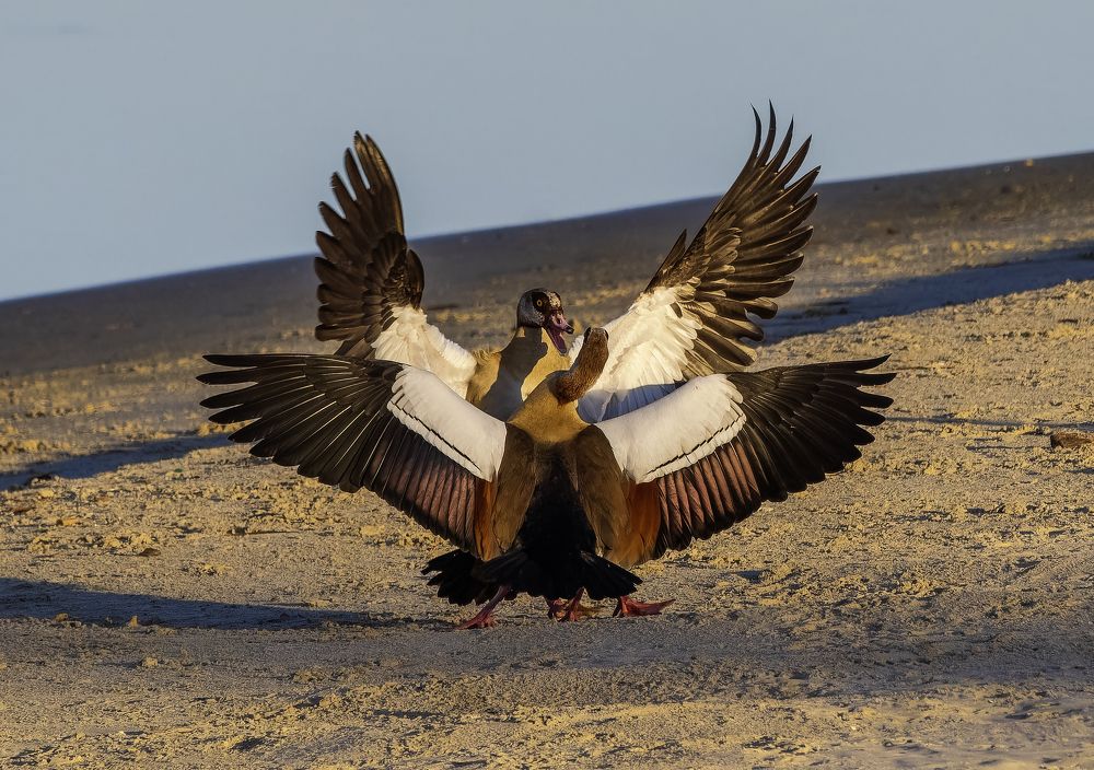 Фотография автора Alexander Amromin