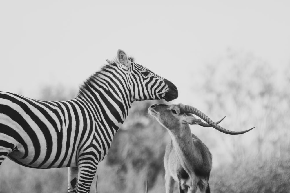 Photograph by SOUFIANE EL KADAOUI