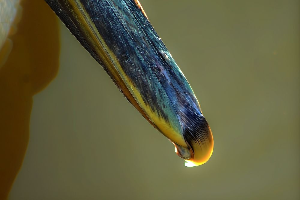 Hooked on Survival: A Pelican's Testament