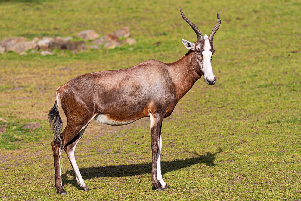 Фотография автора Faller Tamás