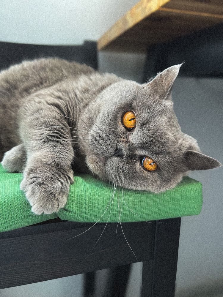 Photograph by Julia Smilovitsky