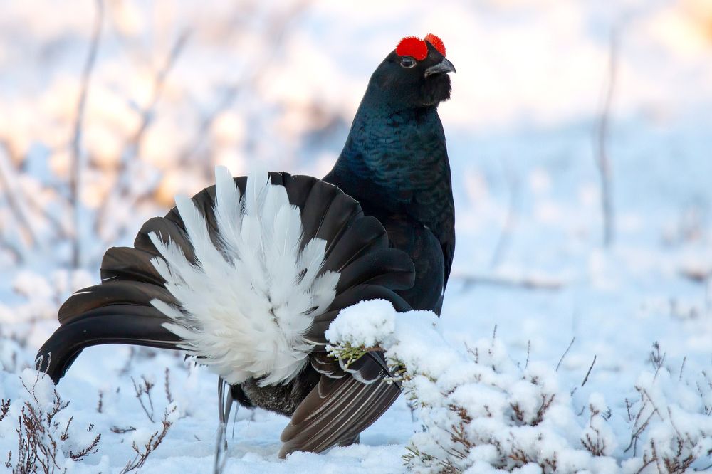 К бою готов