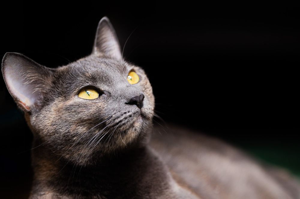 Фотография автора Minja Jovetic