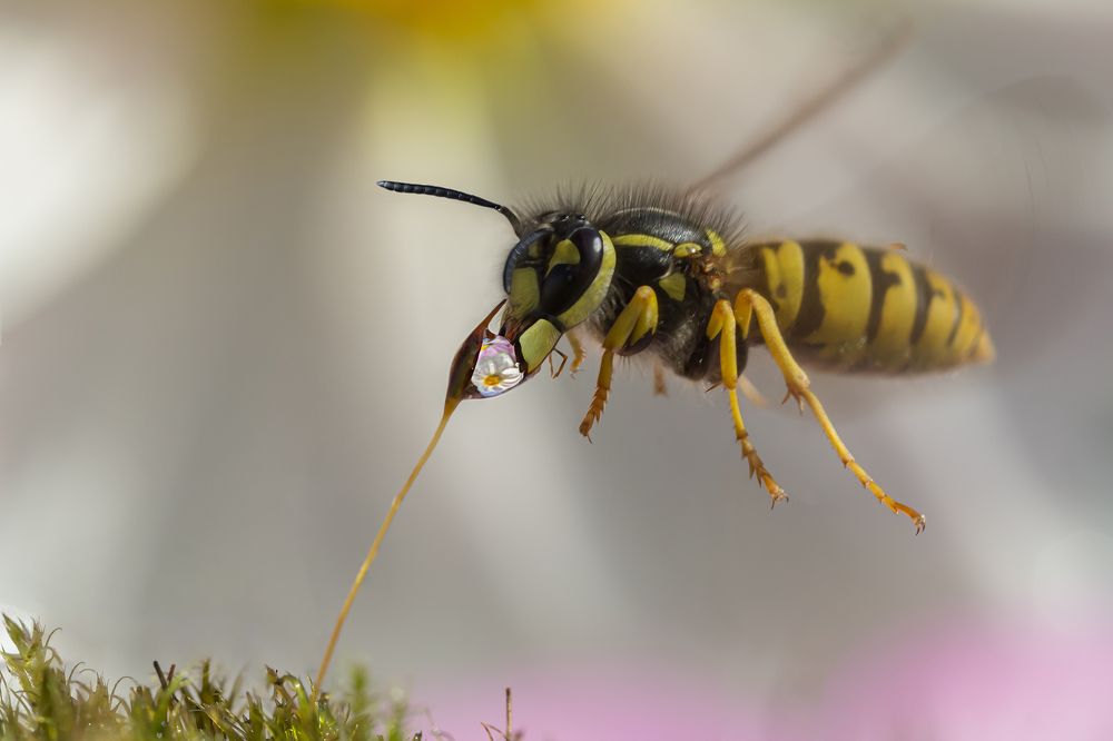 Photograph by Koledova Irina