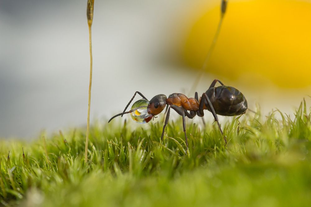 Мураш и капелька