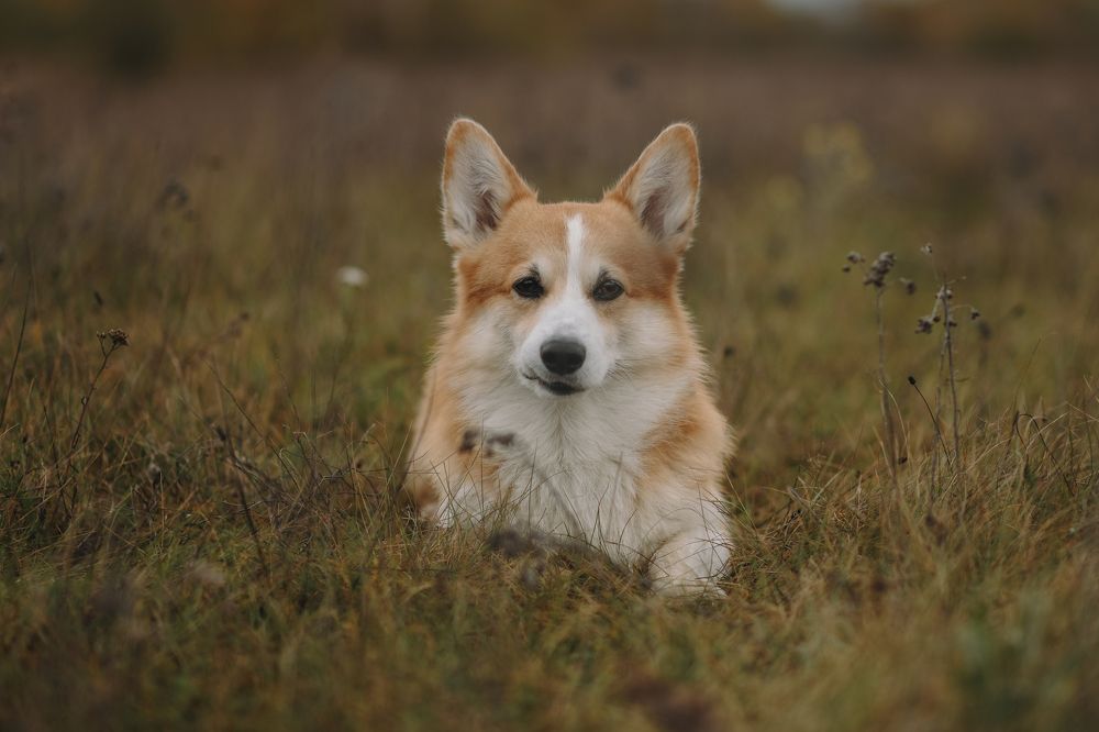 Фотография автора Алена Ковалёва