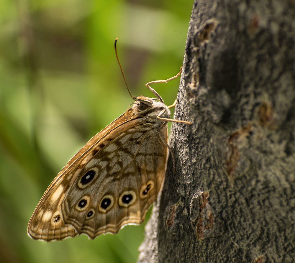 Бархатница мраморная
