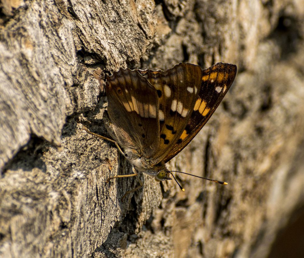 Переливница Метида