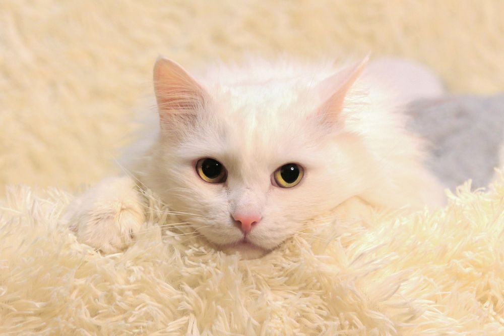 Photograph by Екатерина Пантелеева