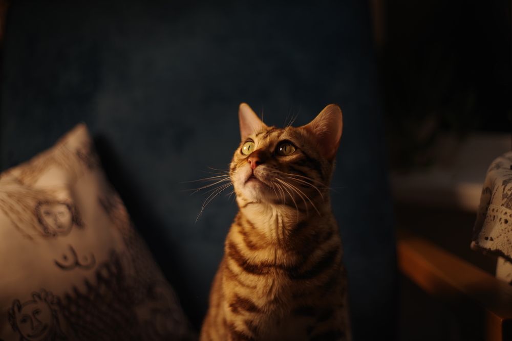 Photograph by Nadincca