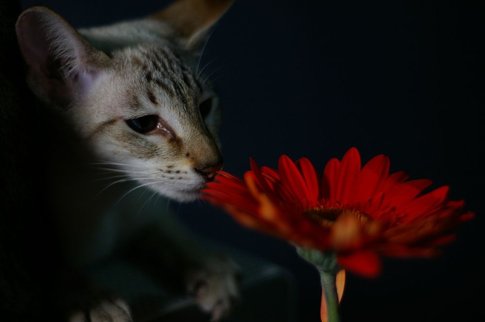 Photograph by Nadincca