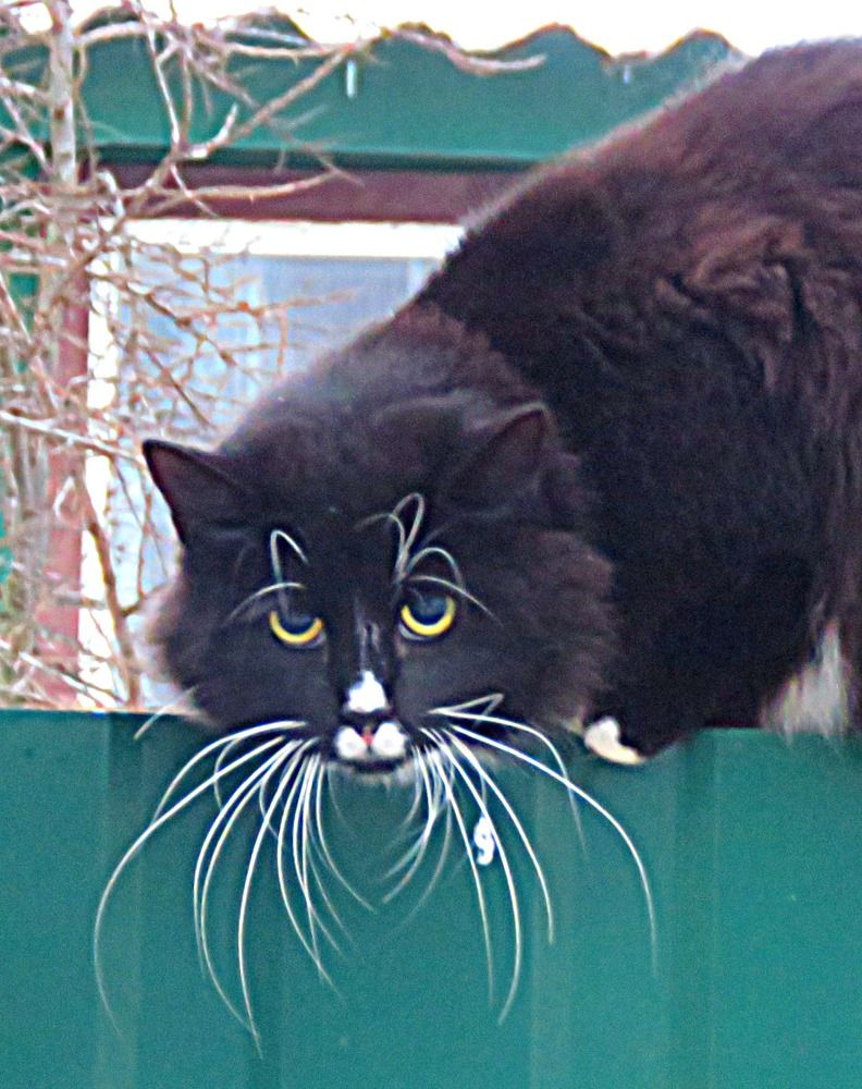 Photograph by Галина Пименова