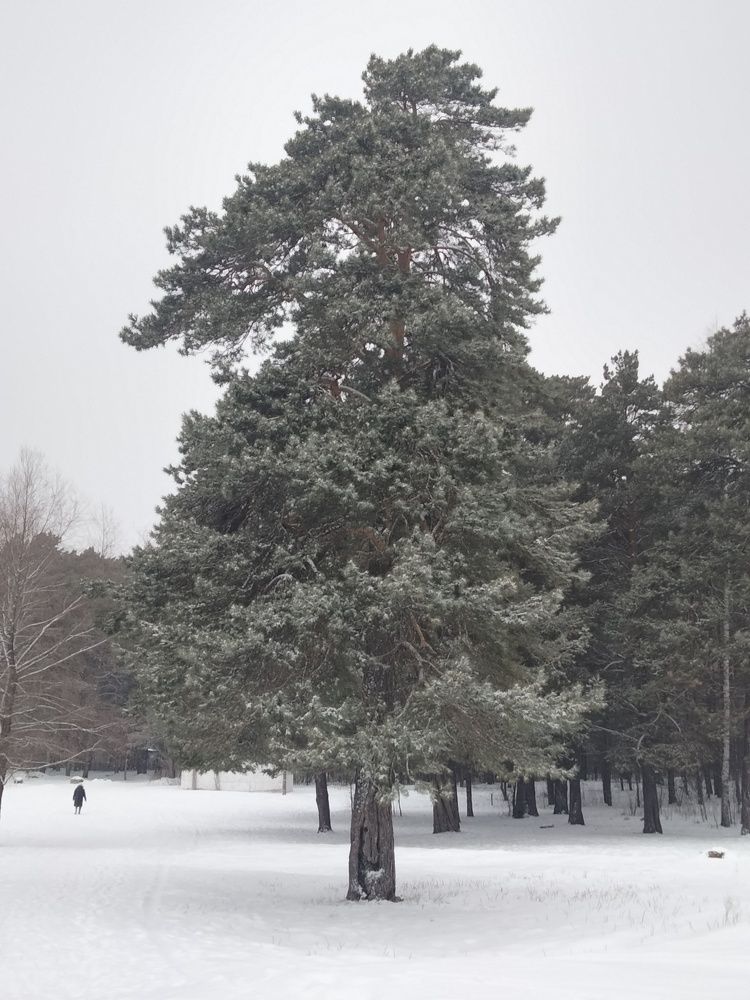 Photo #11550675