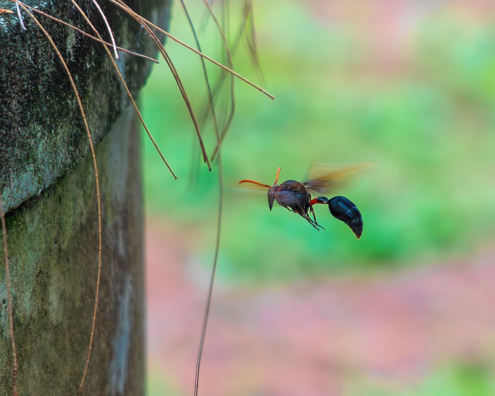 Одиночная оса в полёте (Delta pyriforme)