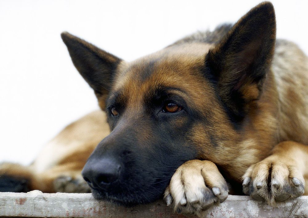 Фотография автора Сергей Гречихин