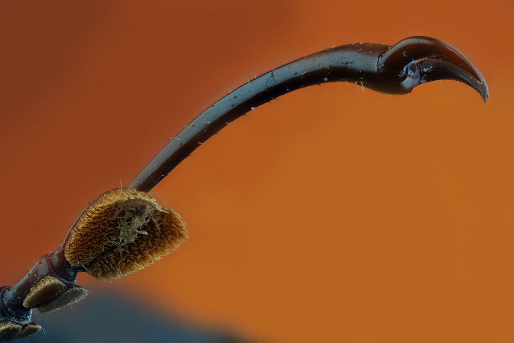 Palm weevil leg