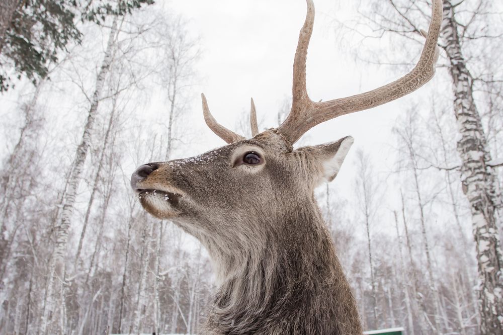 Фотография автора Анна Переверзева