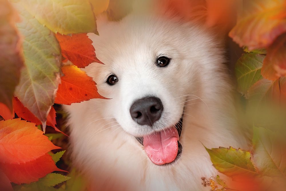 Фотография автора Оксана Серова