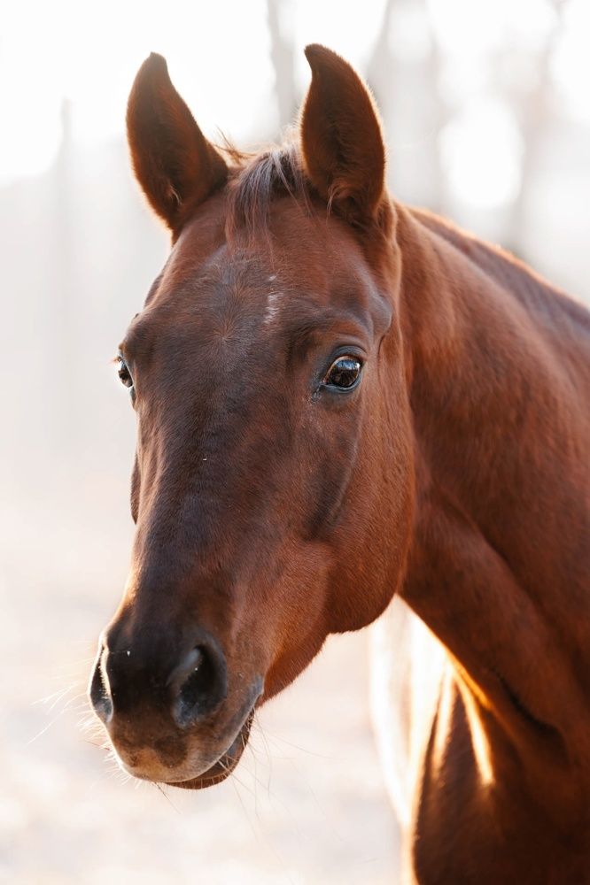 Фотография автора Елена Гордиевская