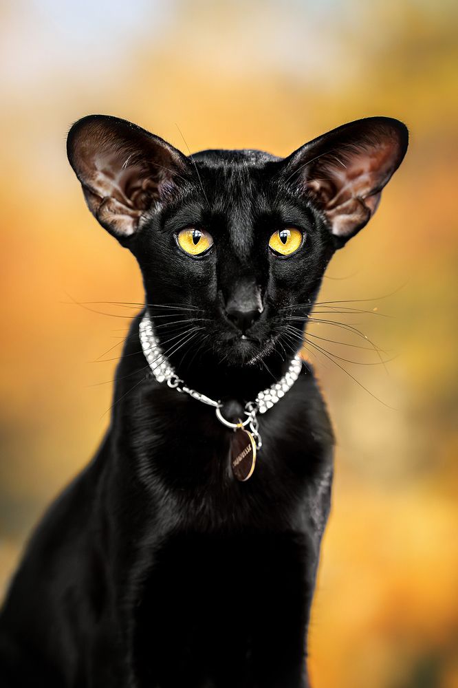 Фотография автора Оксана Серова