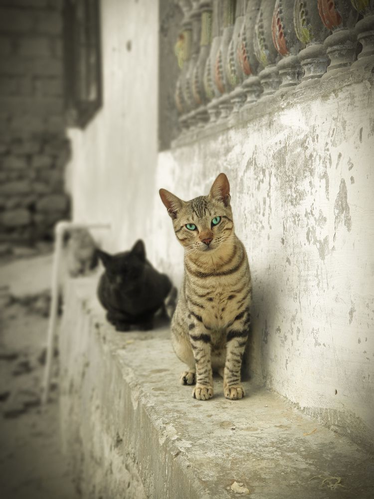 Фотография автора Hazzám Zéd