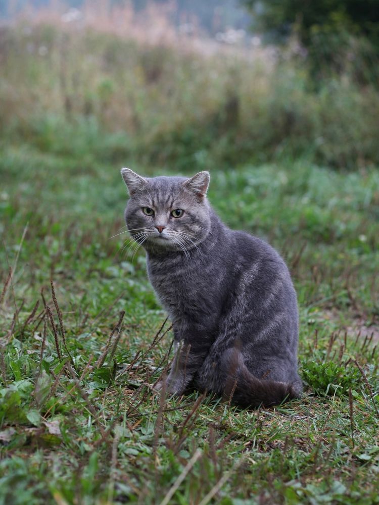 Фотография автора Андрей Шестаков