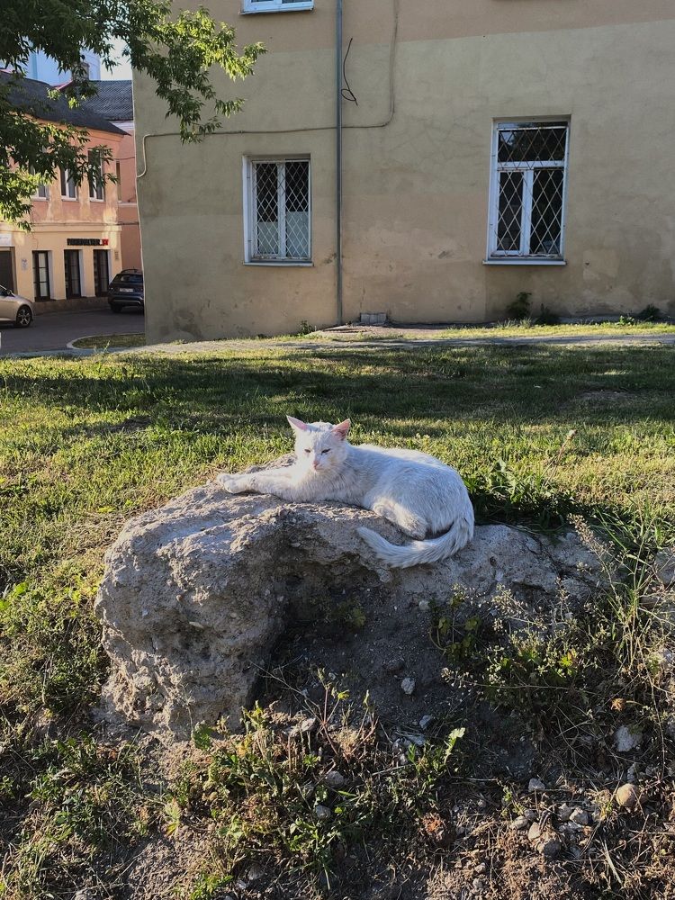 Фотография автора Анастасия Мешкова