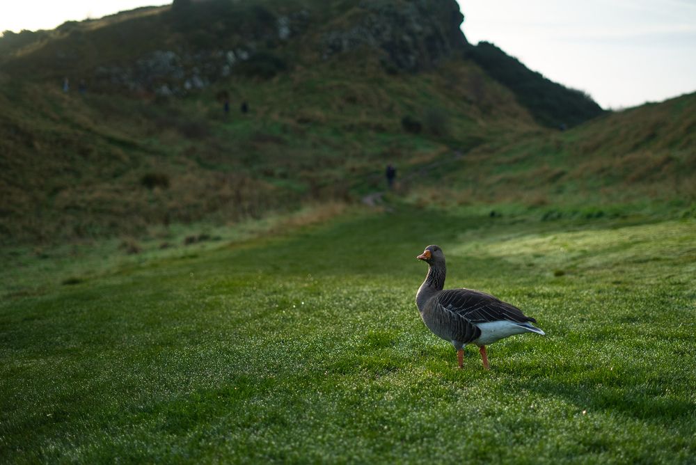 Photograph by Nichita