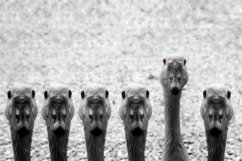 Photograph by Mahyar Kantoori